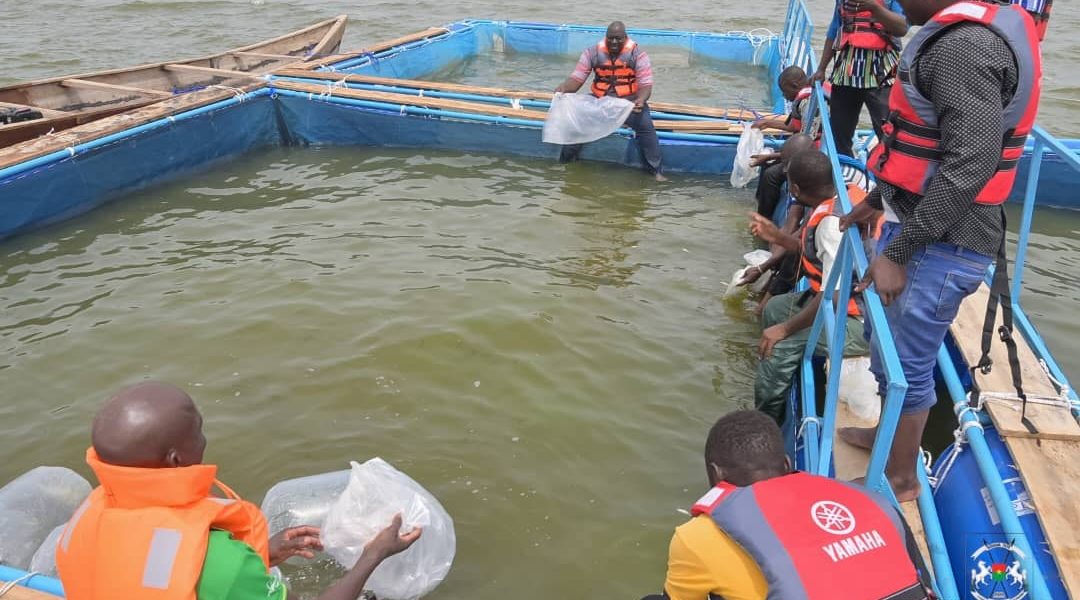 cages flottantes du barrage de Samendéni