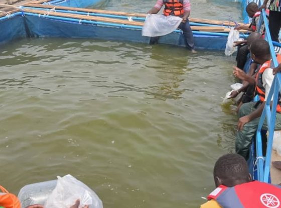 cages flottantes du barrage de Samendéni